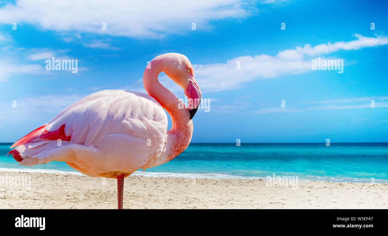 Close up photo of flamingo standing on the beach. There is clear sea and blue sky in the background. It is situated in Cuba, Caribbean. It is tropical Stock Photo