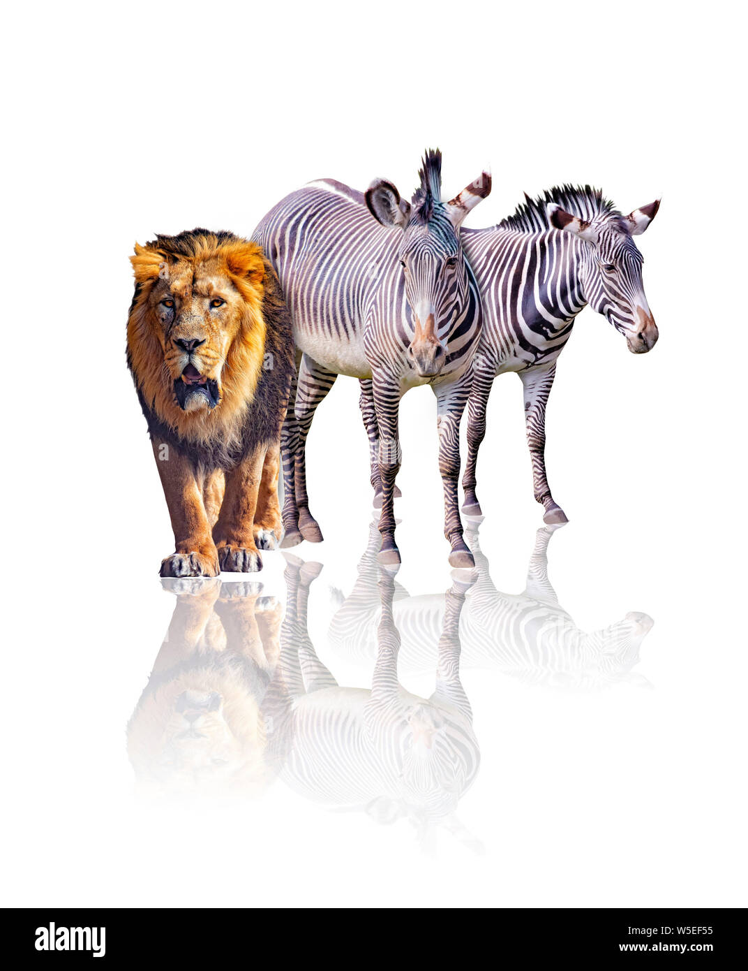 Zebras and lion isolated on the white background. It reflects their image. They are african animals. Stock Photo