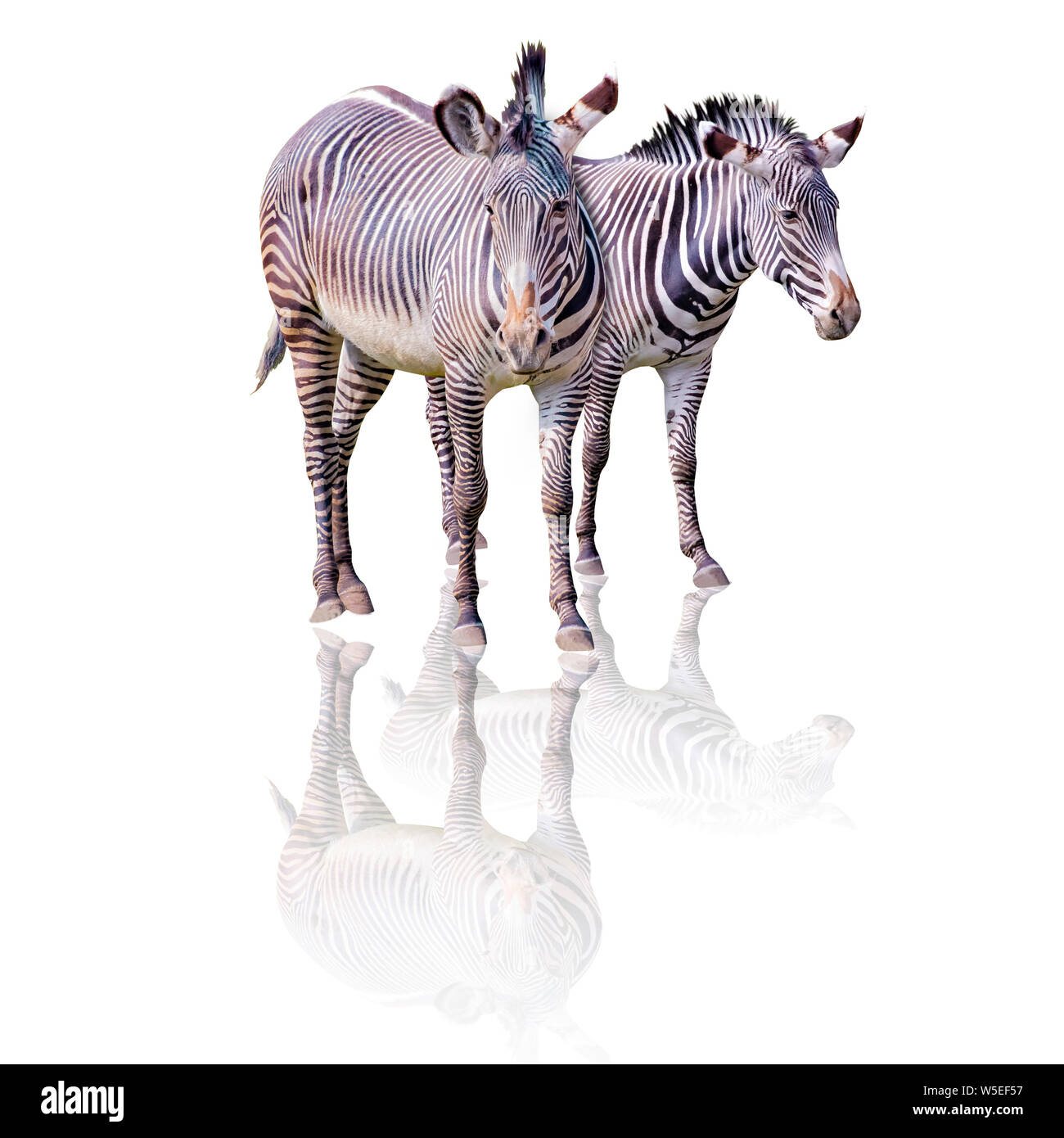 Zebra camouflage grass Cut Out Stock Images & Pictures Alamy