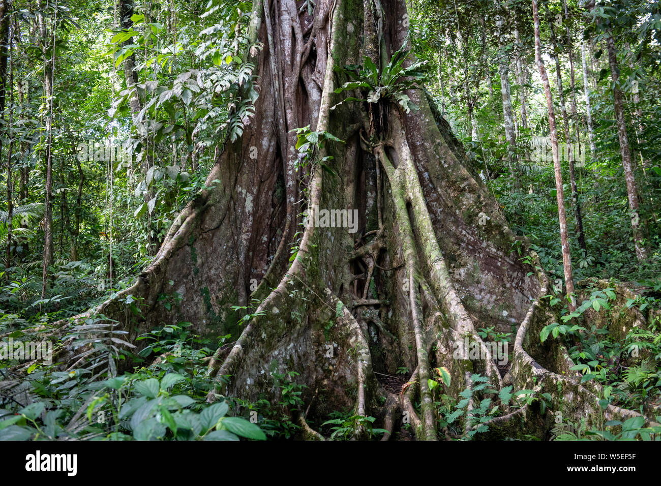 Page 3 - The Equatorial Jungle High Resolution Stock Photography and Images  - Alamy