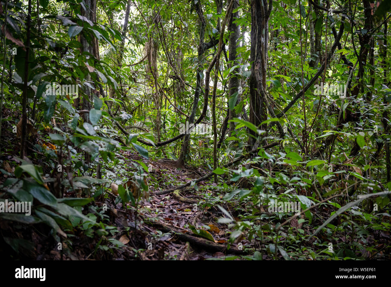 Equatorial vegetation hi-res stock photography and images - Alamy