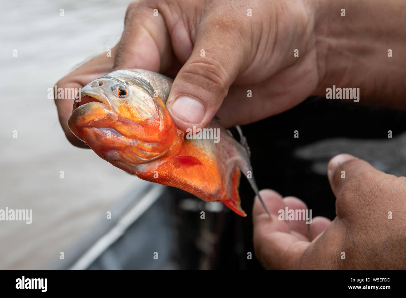 Red Bellied Piranha In The Peruvian Amazon River Stock Photo Alamy Red Bellied Piranha In The Peruvian Amazon River Stock Photo Alamy