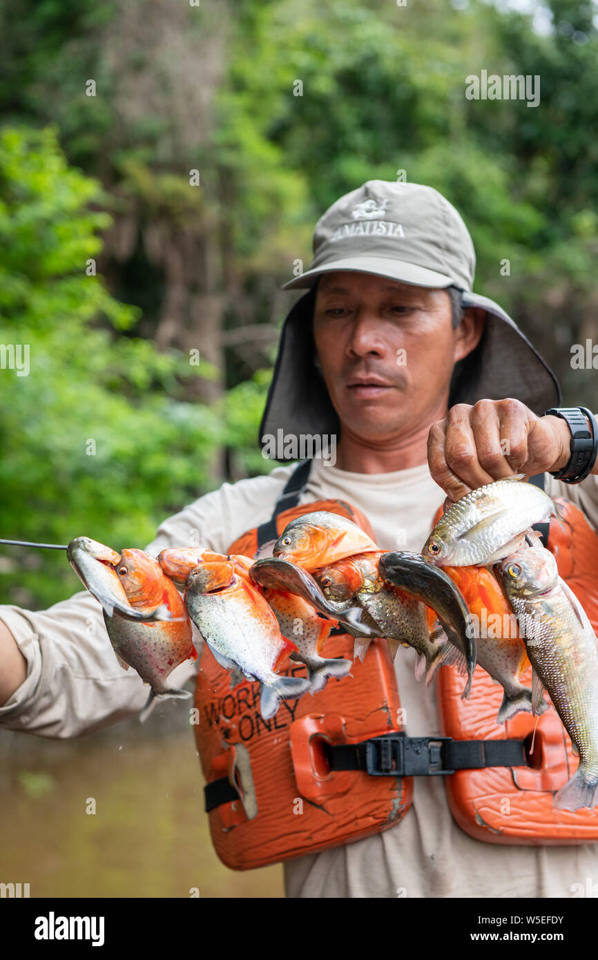 Red bellied piranha pirana hi-res stock photography and images - Alamy