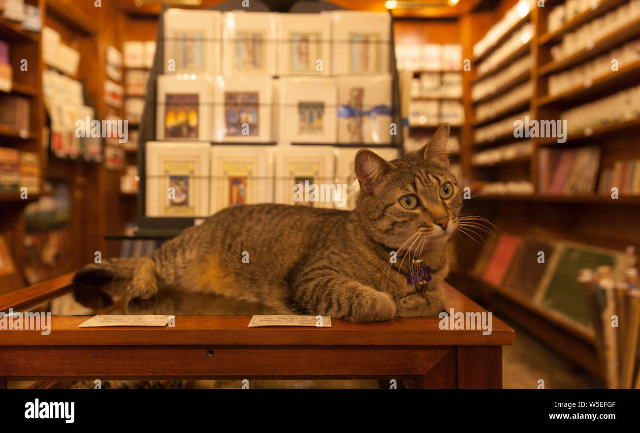 Cat in a vintage shop surrounded by books in Venice,Italy Stock Photo