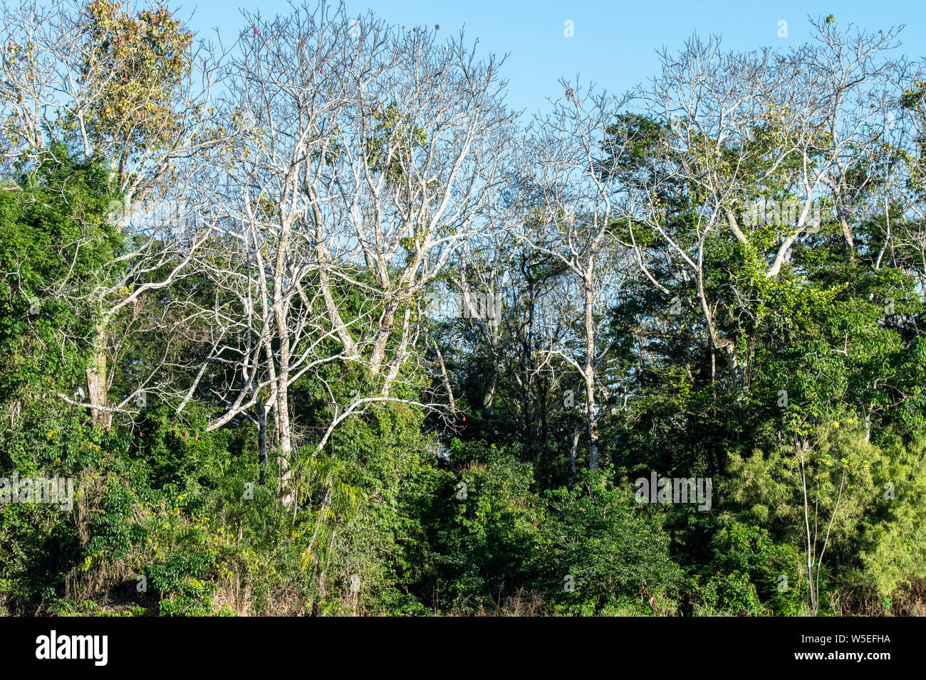Jungle Canopy in the PacayaSamiria National Reserve in the Peruvian Amazon River Stock Photo