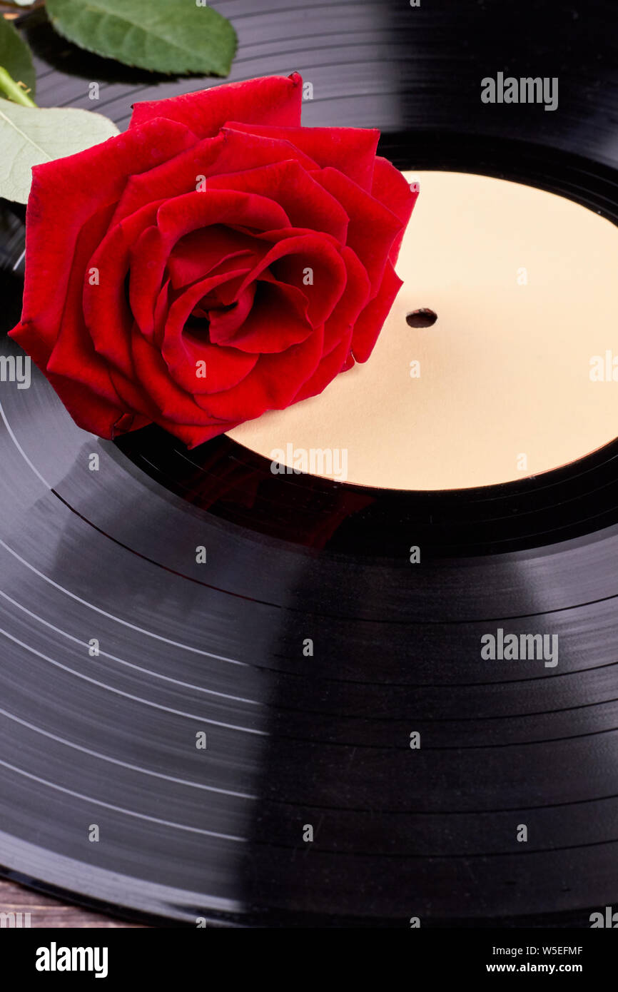 Red rose on vinyl record. Stock Photo