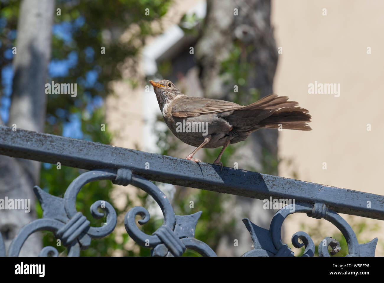 Bird on a fence in Venice,Italy Stock Photo