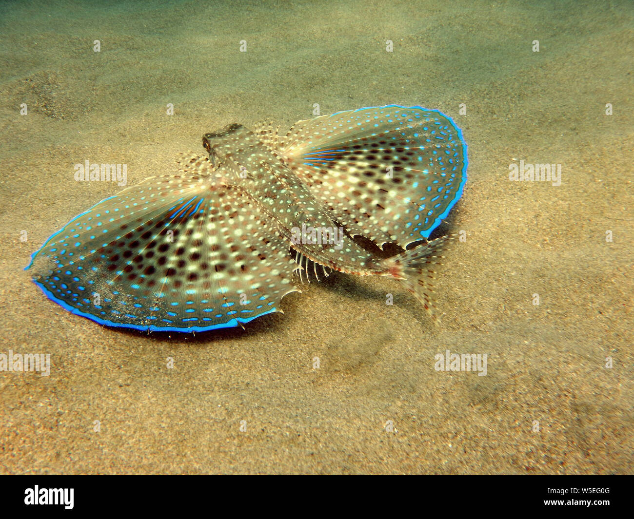 Flying Gurnard Or Helmet Gurnard Dactylopterus Volitans Caught In The Flying Gurnard Or Helmet Gurnard Dactylopterus Volitans Caught In The