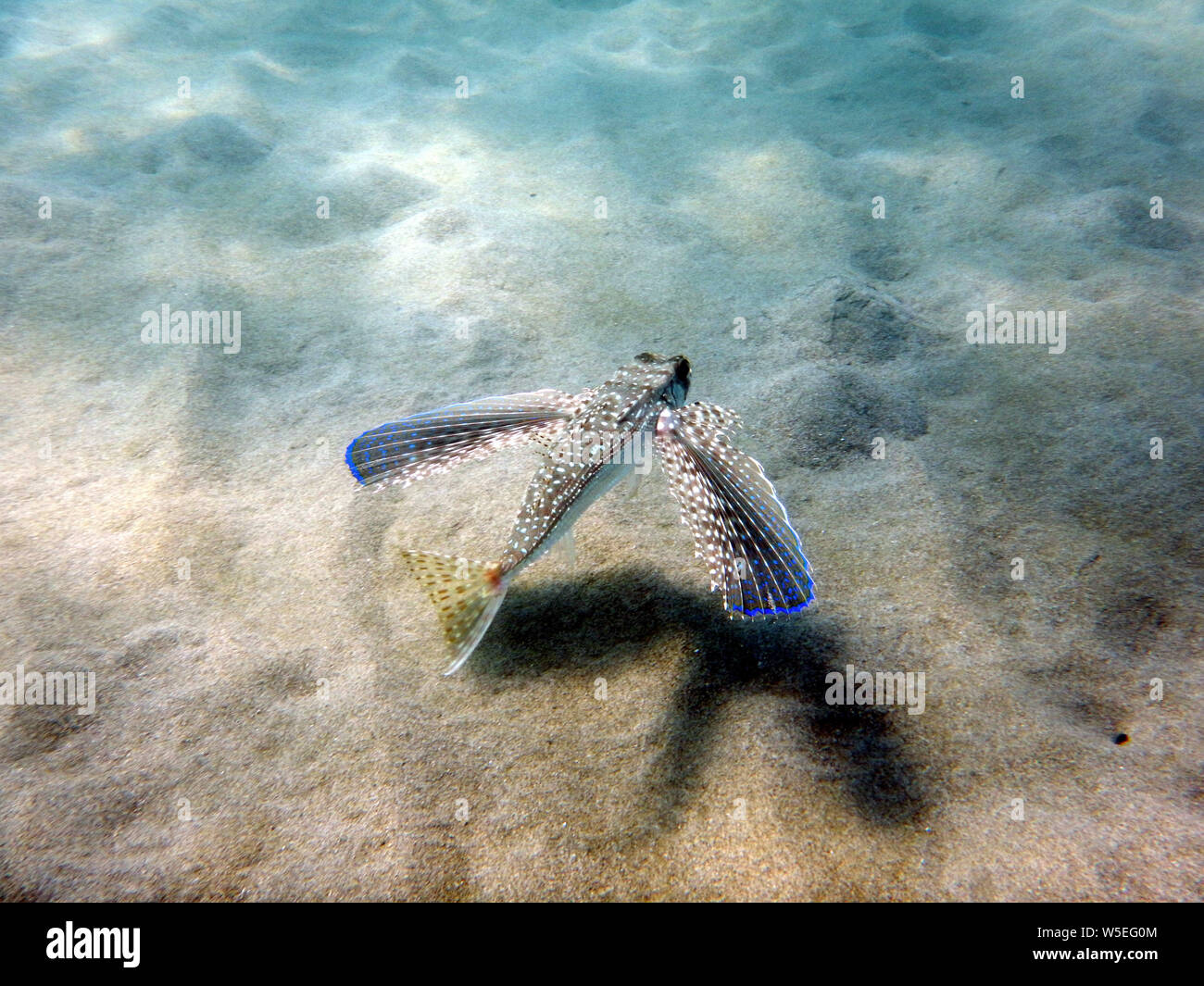 Flying Gurnard Or Helmet Gurnard Dactylopterus Volitans Caught In The Flying Gurnard Or Helmet Gurnard Dactylopterus Volitans Caught In The