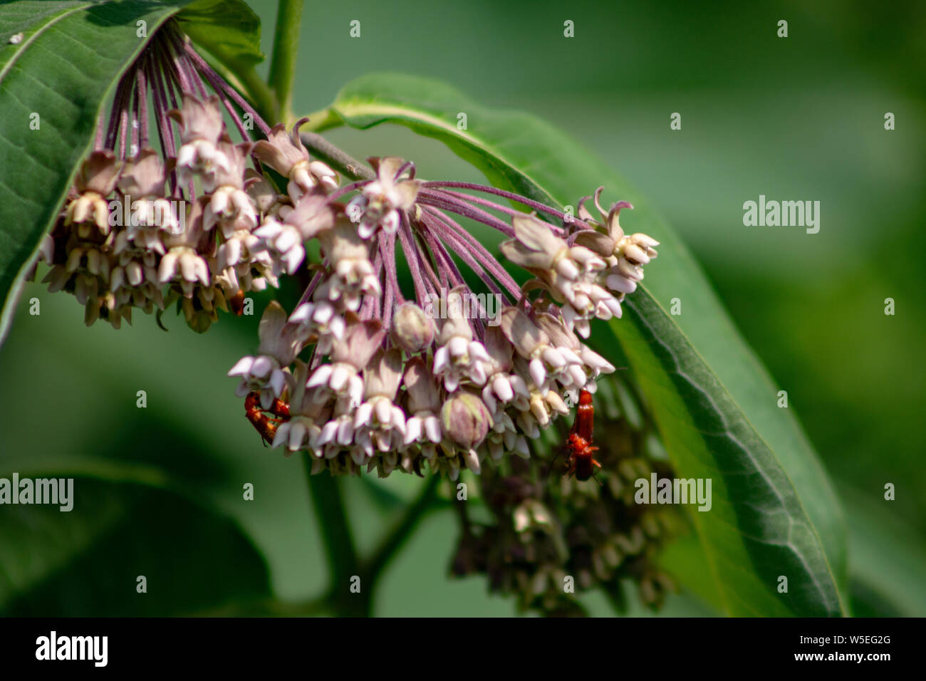 Pink flowers of Asclepias syriaca, commonly called common milk weed, butterfly flower, silk weed, silky swallow-wort, and Virginia silkweed, foliage Stock Photo