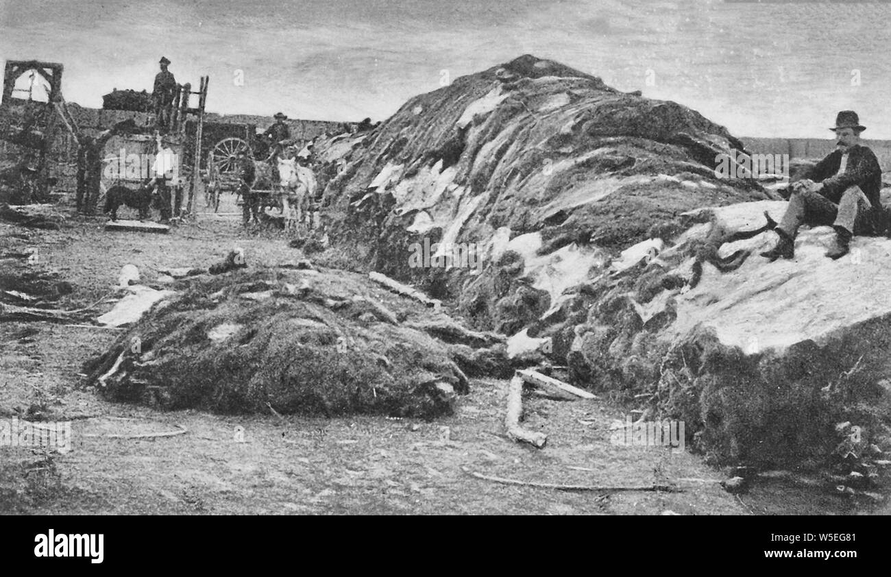 Rath & Wright's buffalo hide yard in 1878, showing 40,000 buffalo hides, Dodge City, Kansas Stock Photo