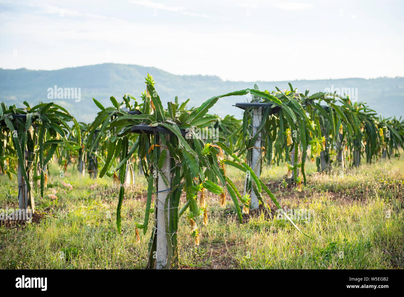 dragon fruit tree in the garden agriculture on mountain Stock Photo Alamy