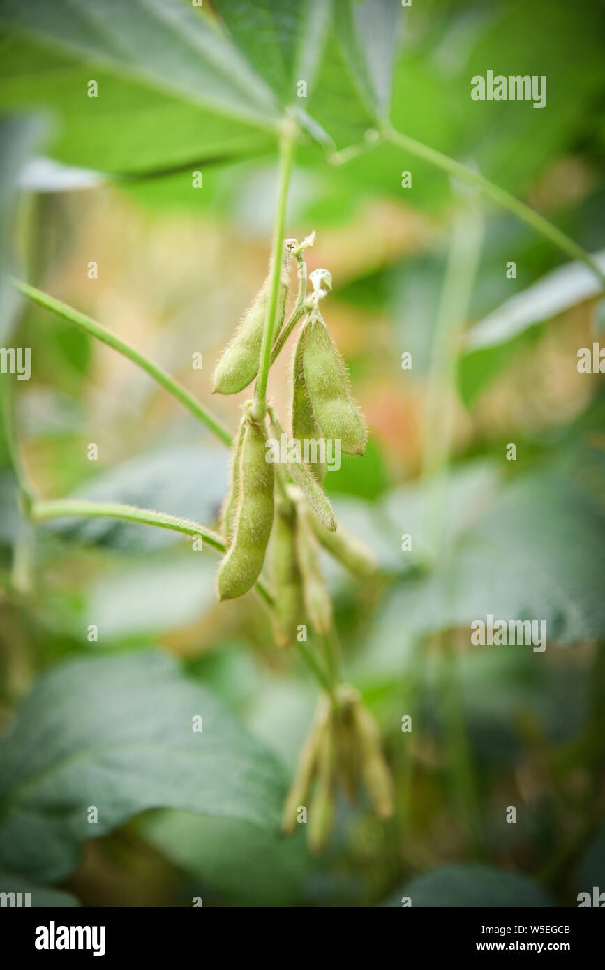 Green soybean on the tree / Young soybean seeds on the plant growing in