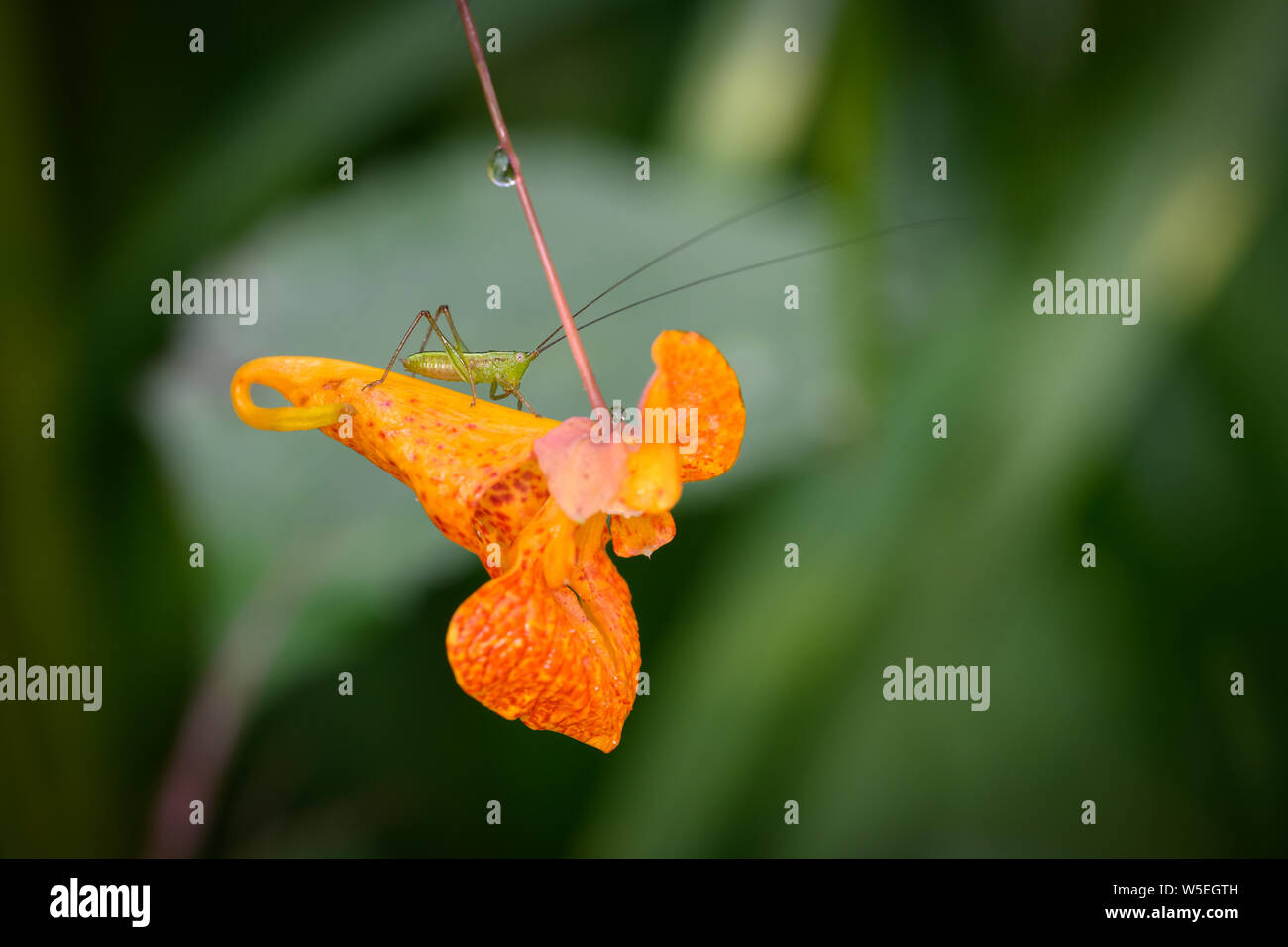A Lesser Bush Katydid sits atop some an Orange Jewelweed (a plant used as a remedy to poison ivy) flower in Toronto, Ontario's Taylor Creek Park. Stock Photo