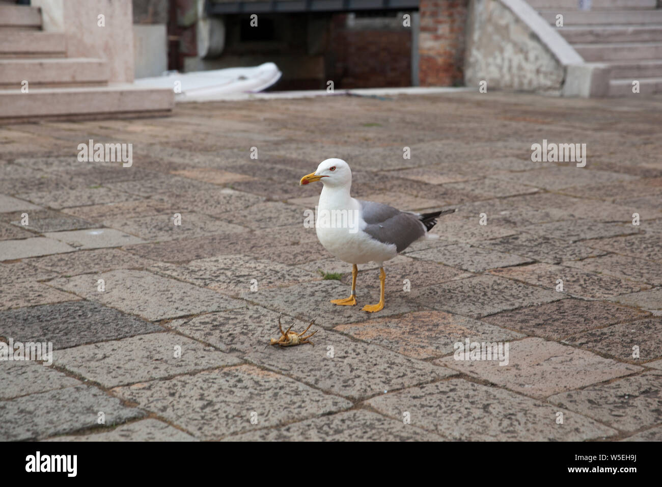An Herring gull in Venice ,Italy Stock Photo