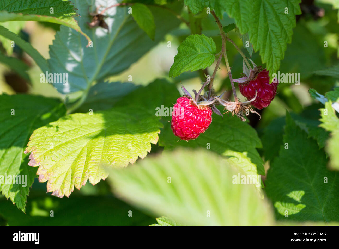 Panorama juicy raspberries on bush hi-res stock photography and images ...