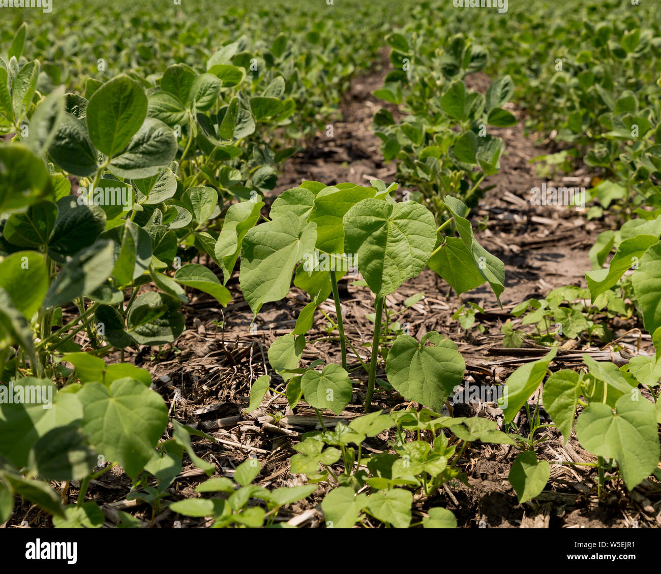 Button weeds growing in between rows of soybean farm field Stock Photo Alamy
