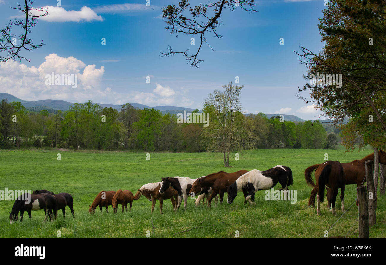 Herd of Horses In Wyoming Mountain on the Farm Stock Photo