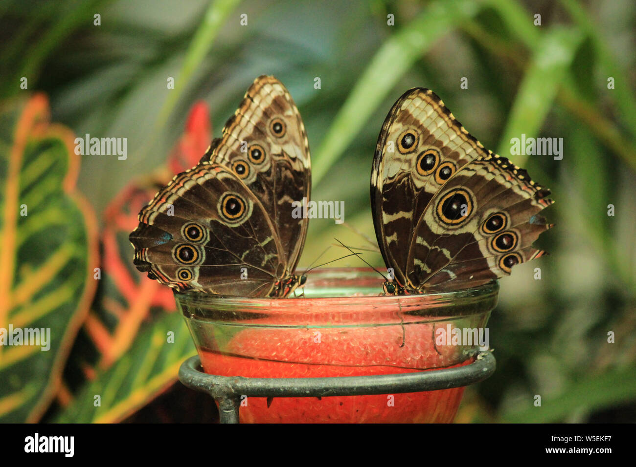 Pair of blue morpho butterflies  (Morpho didius) Stock Photo