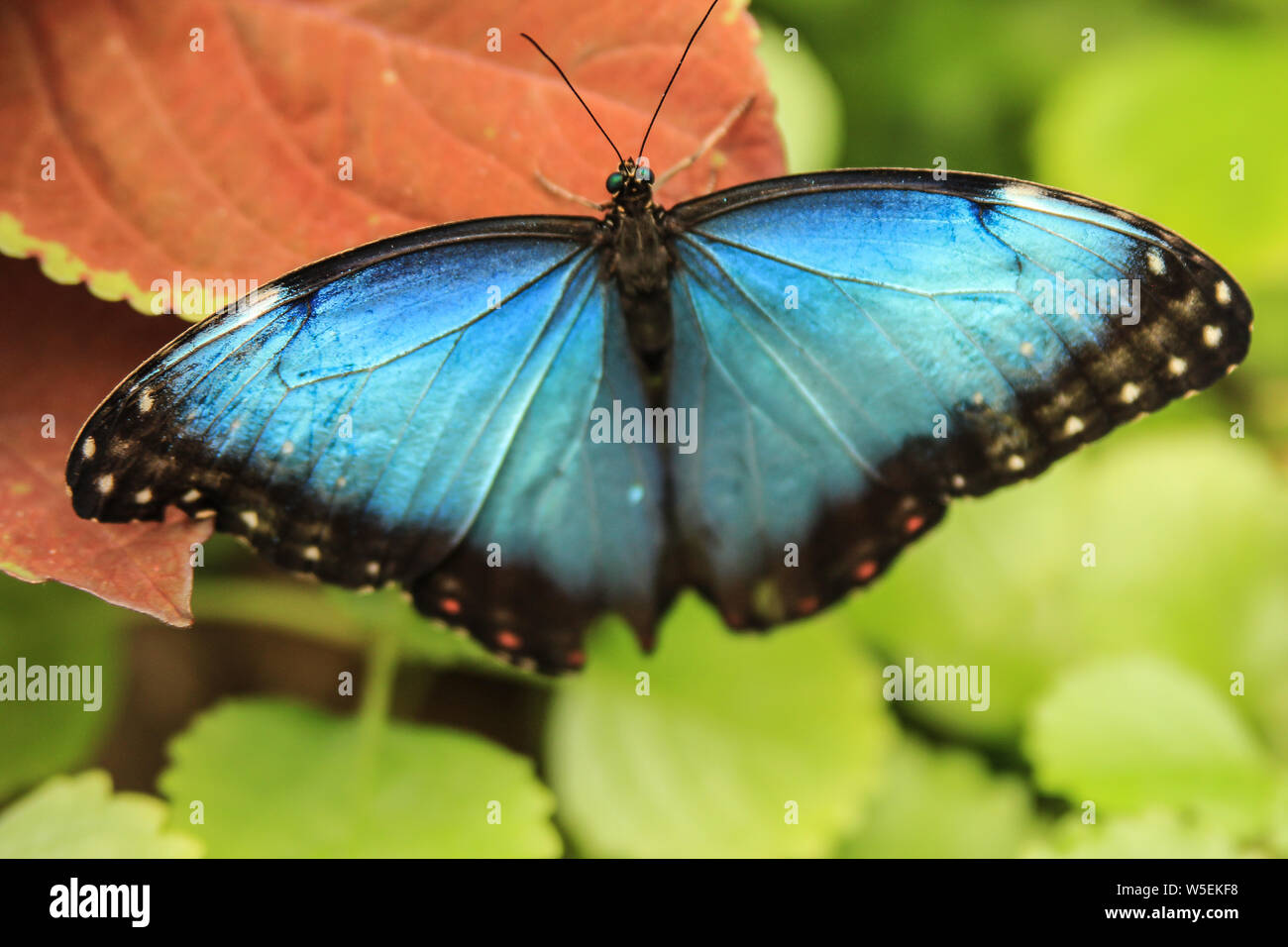 Blue morpho butterfly with wings open - Morpho menelaus Stock Photo