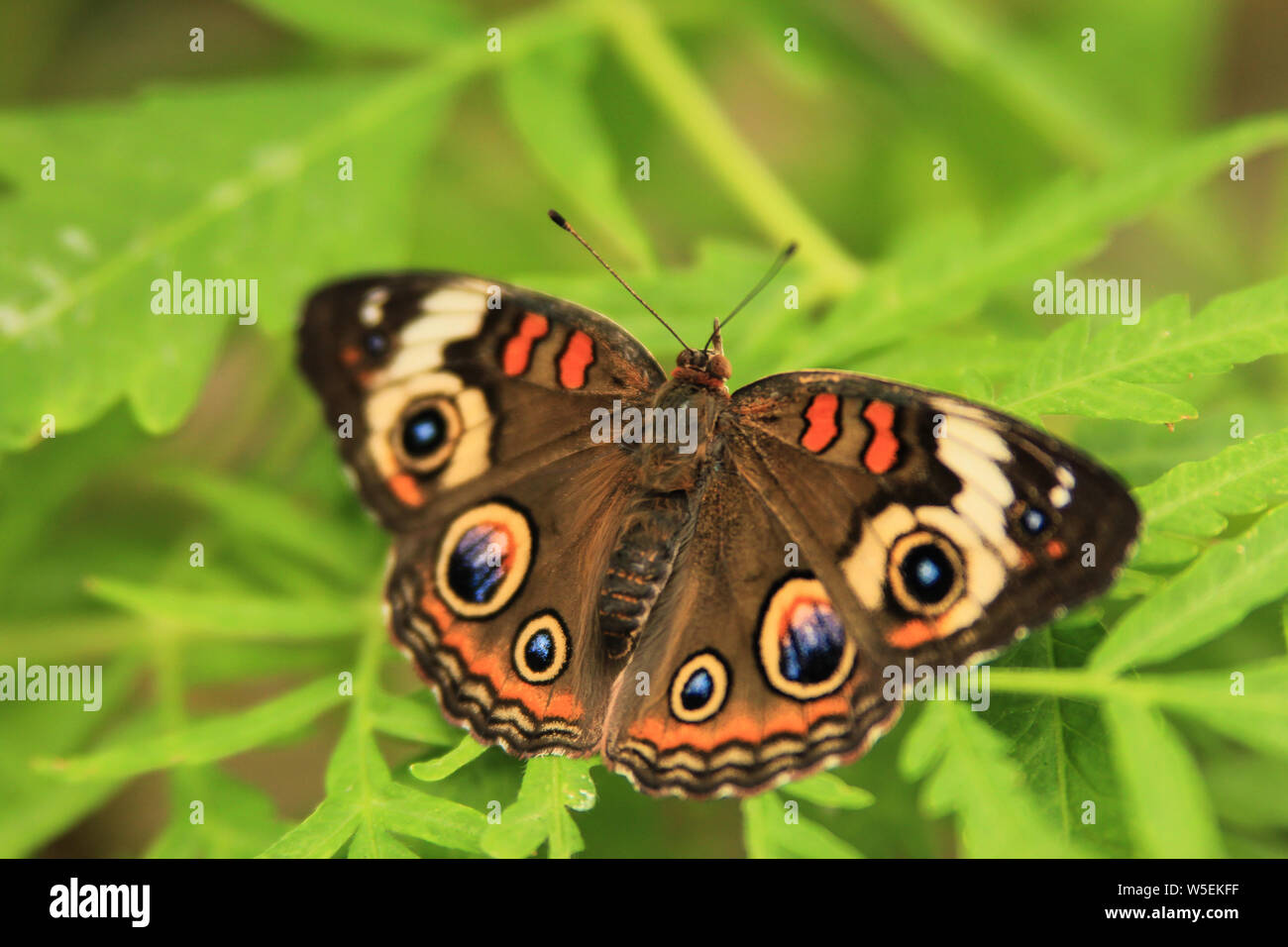 Junonia coenia - Common Buckeye butterfly with open wings Stock Photo