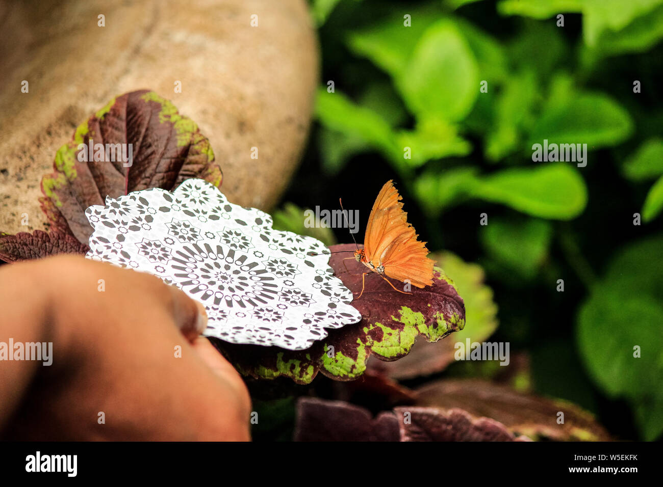 catching butterfly with patterned paper Stock Photo