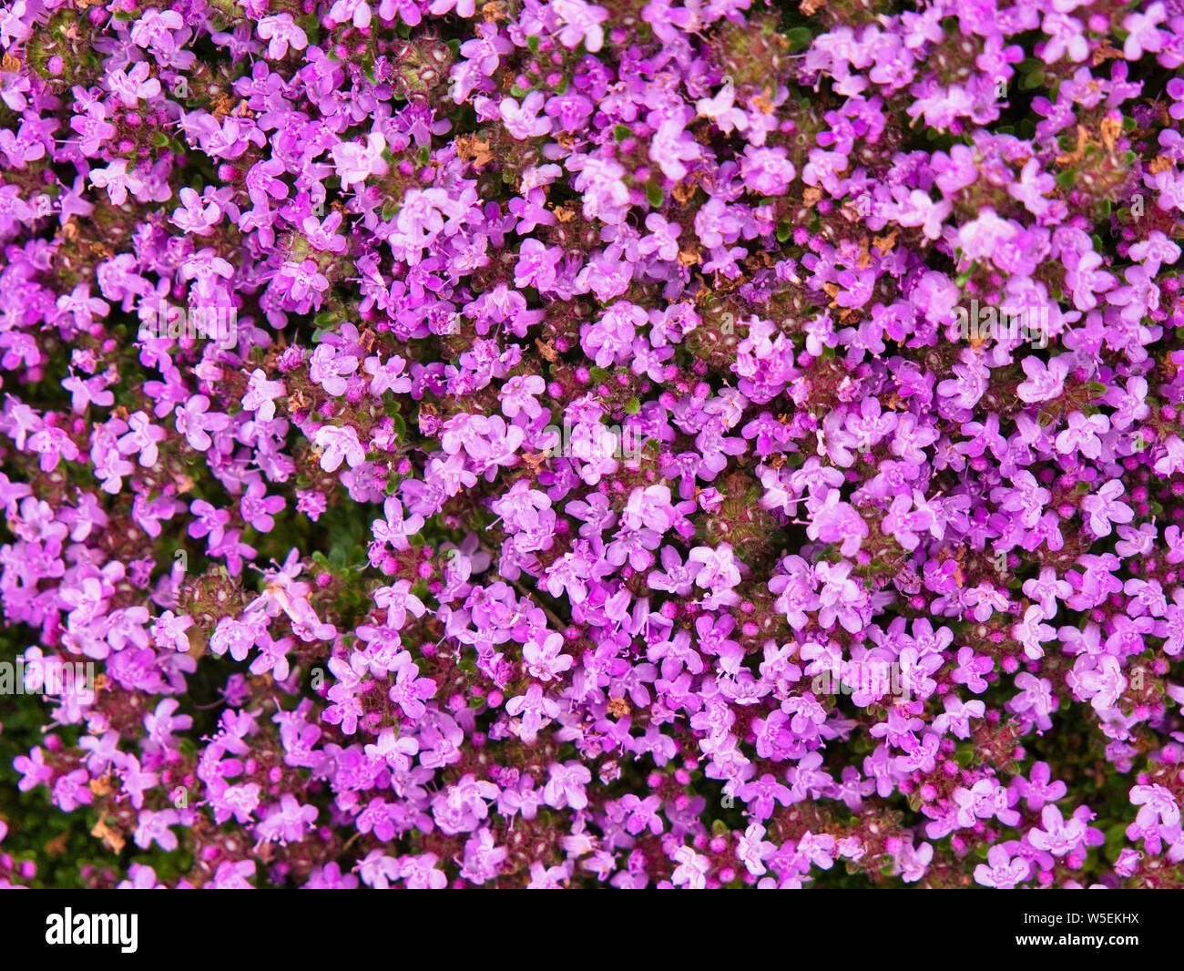 On wild thyme thymus hires stock photography and images Alamy