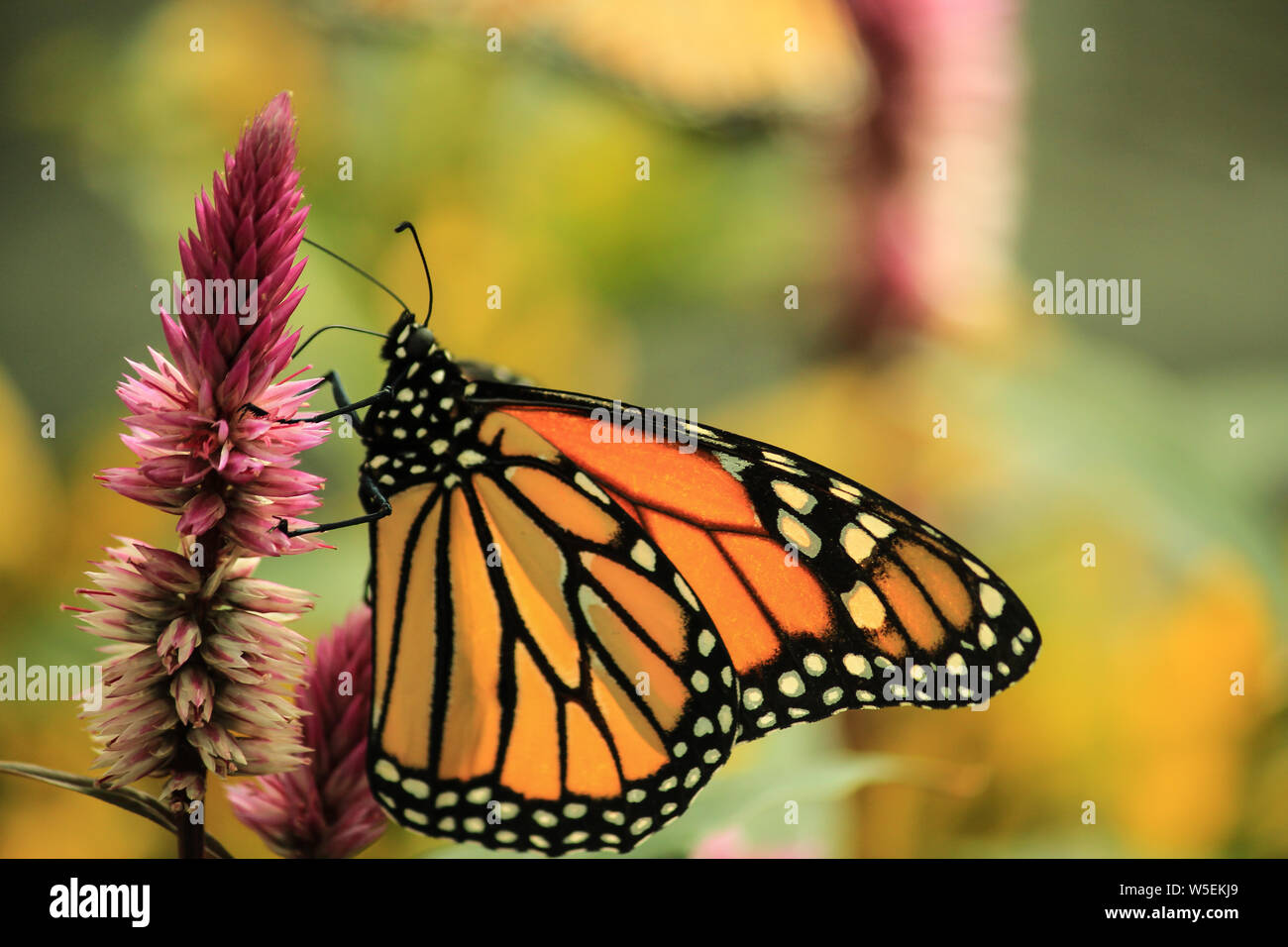 Monarch butterfly  (Danaus plexippus) feeding on a flower. Monarch is regarded as an iconic pollinator Stock Photo