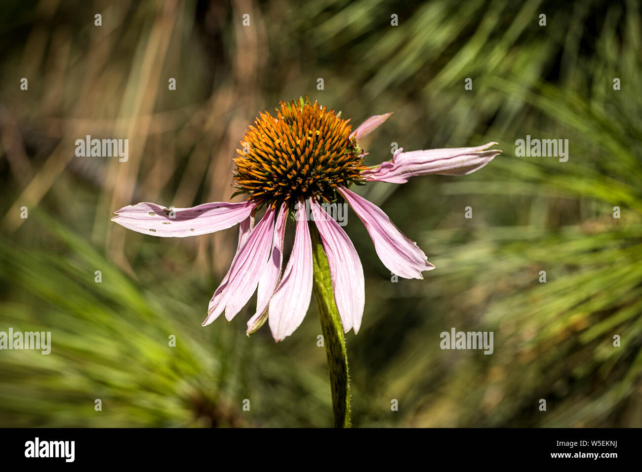A close up photo of a delicate purple coneflower in a garden. Stock Photo