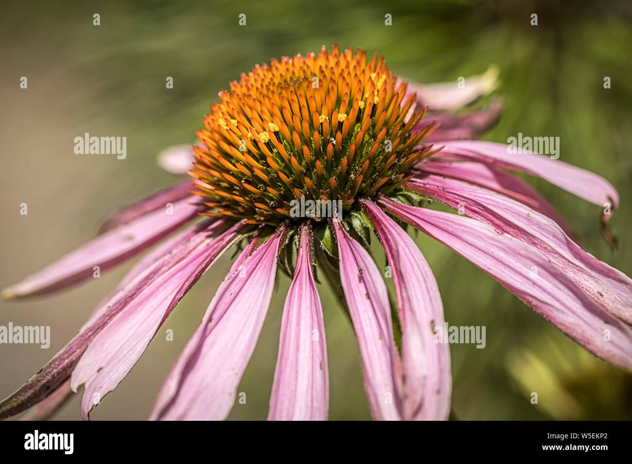 A close up photo of a delicate purple coneflower in a garden. Stock Photo