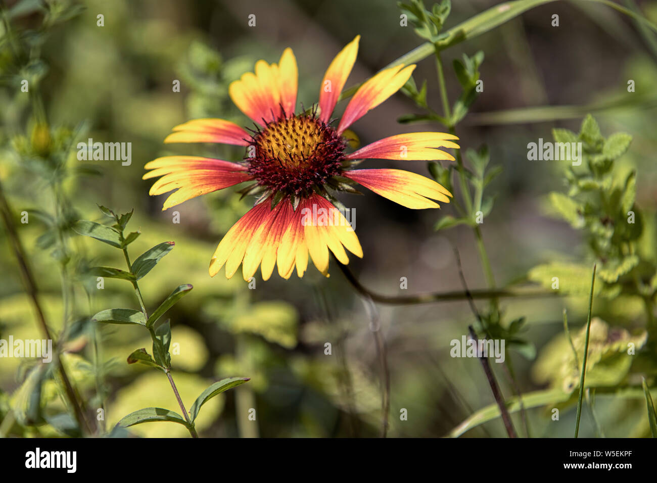 A close up photo of a delicate red and yellow coneflower in a garden. Stock Photo
