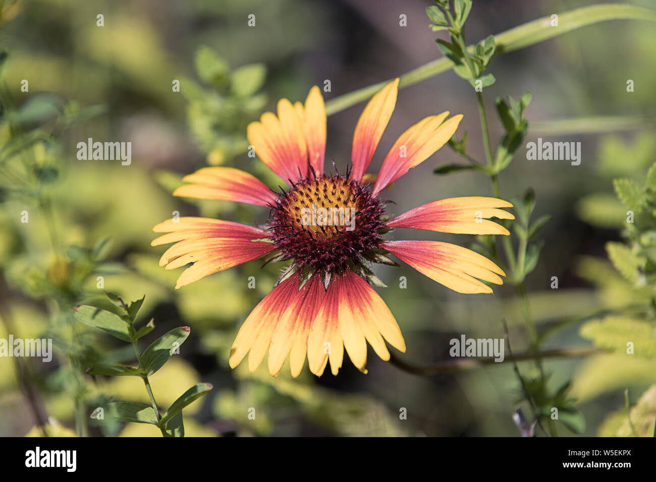 A close up photo of a delicate red and yellow coneflower in a garden. Stock Photo