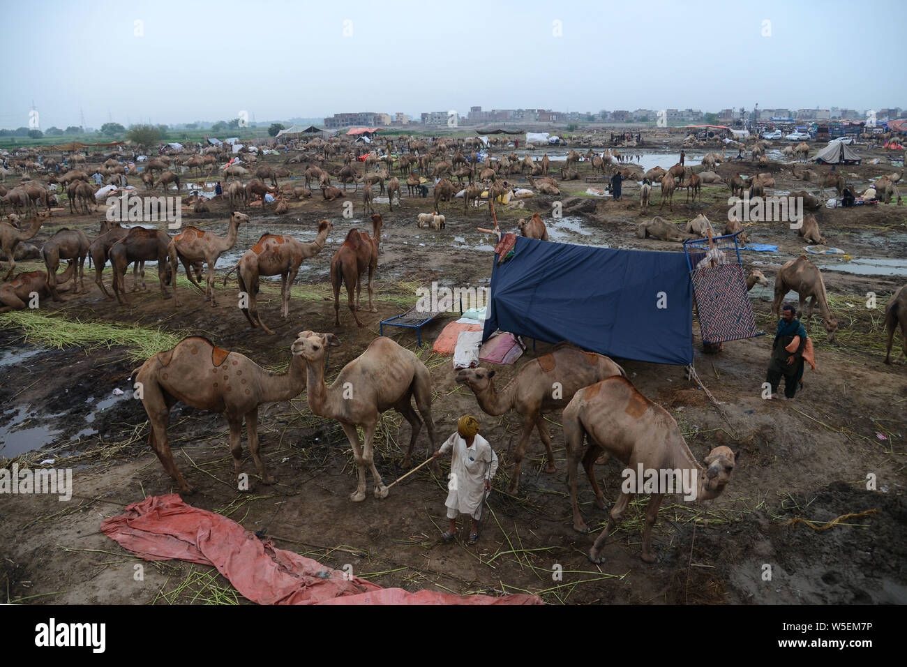 Lahore, Pakistan. 28th July, 2019. Vendors display sacrificial  animals(Camels, Cows) in Shahpur Kanjran animal market some 30km from  Lahore for the upcoming Eid ul-Adha, merchant covers himself in plastic  sheet during the