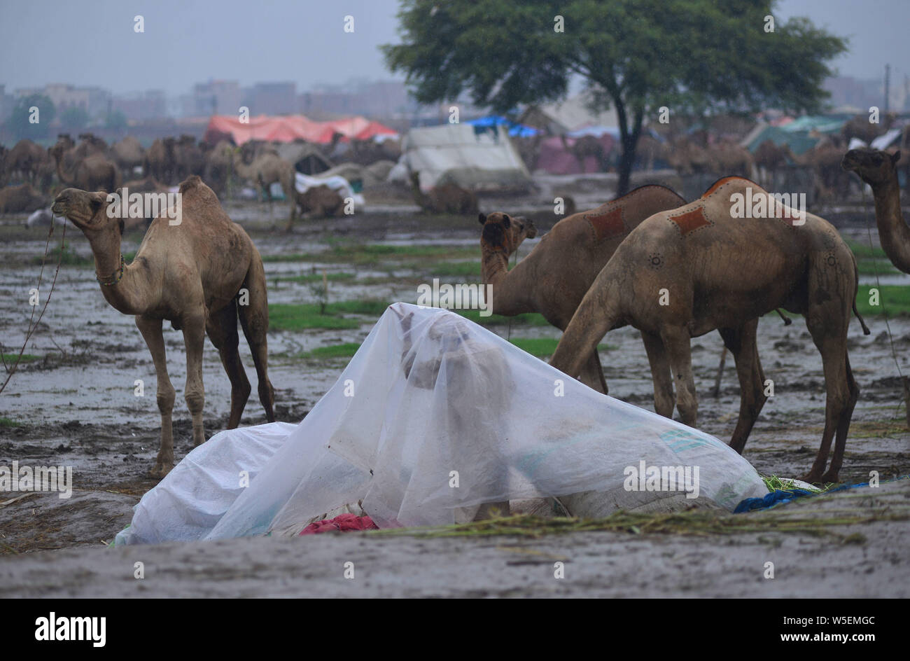 Lahore Pakistan 28th July 2019 Vendors Display Sacrificial Animals Camels Cows In Shahpur Kanjran Animal Market