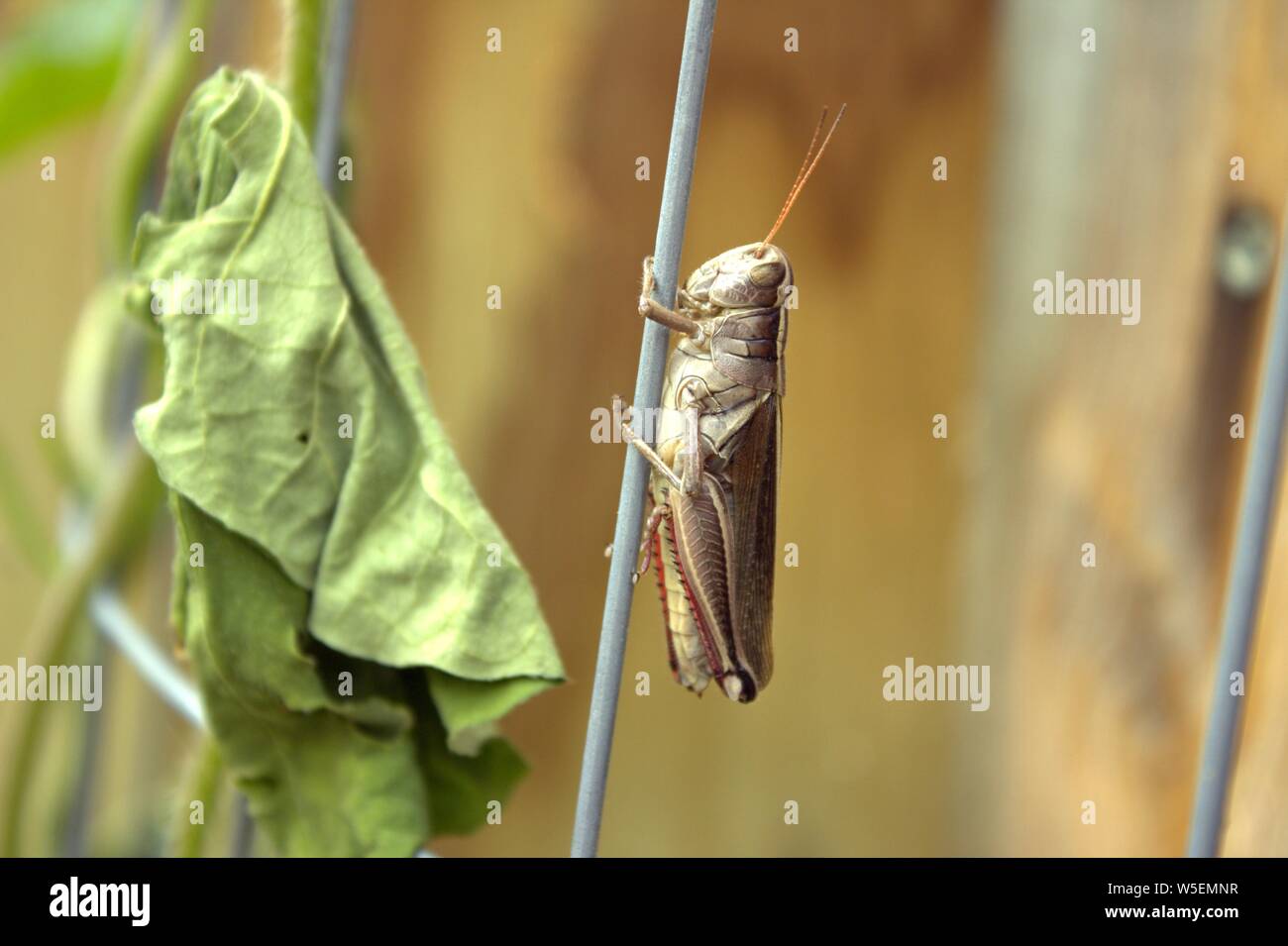 A Rests After Eating My Morning Glory Leaves Stock Photo