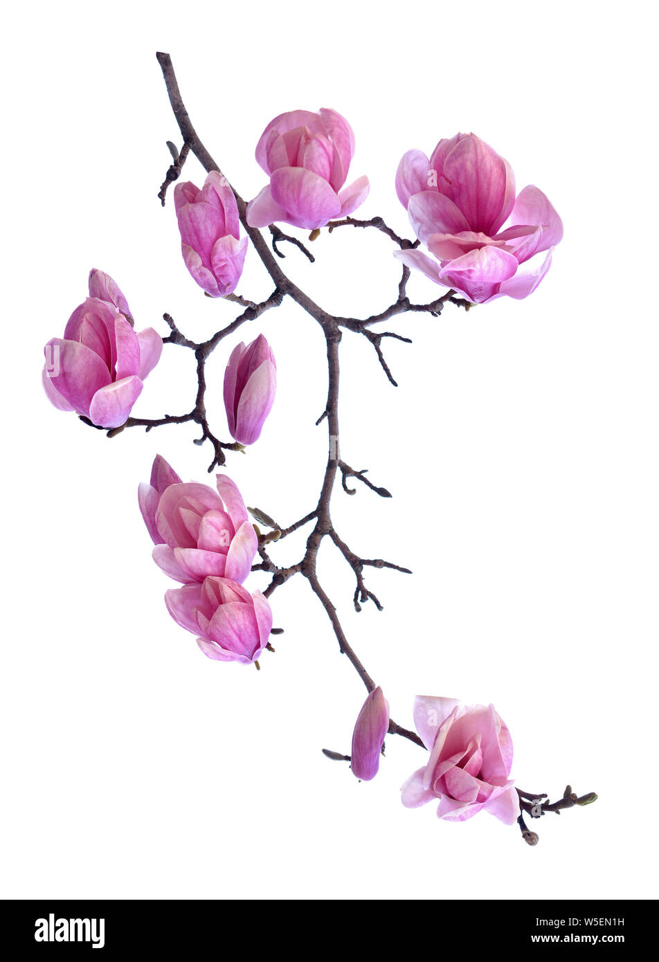 magnolia flower branch isolated on white background Stock Photo - Alamy