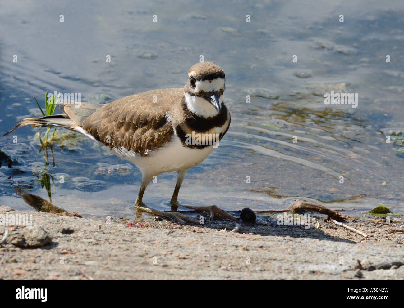 Killdeer Bird High Resolution Stock Photography and Images - Alamy