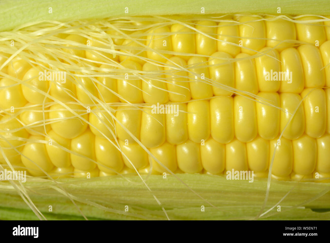 Close up of fresh raw yellow corn on cob with leaves and plant silk Stock Photo