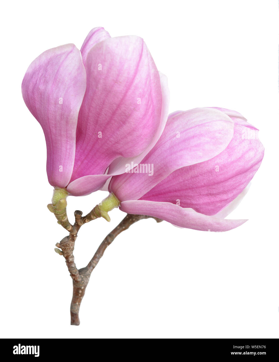 pink magnolia flower isolated on white background Stock Photo - Alamy