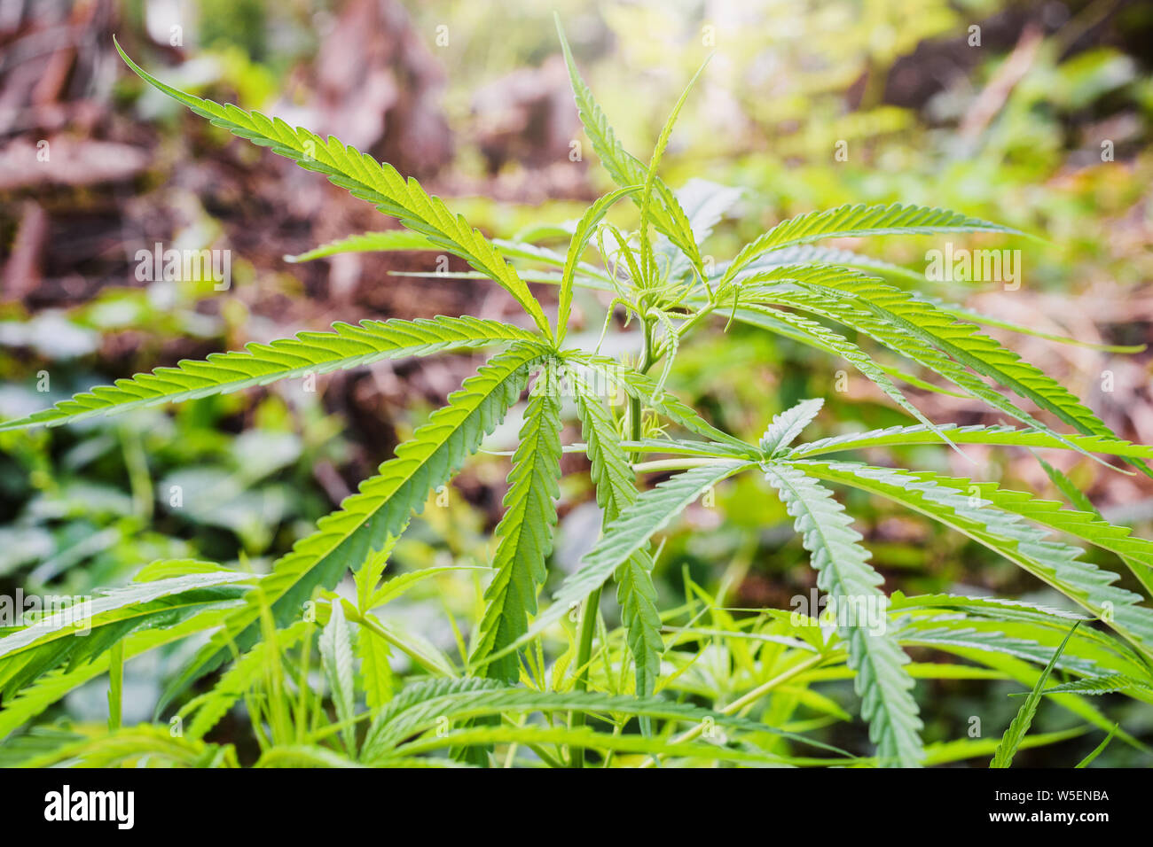 Marijuana plant in home garden,Medical the Cannabis sativa plant. Some people Marijuana herbal use it to relieve symptoms or treat various diseases Stock Photo