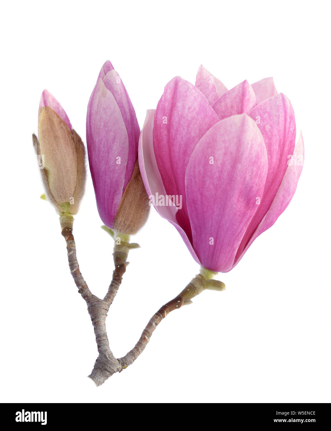 pink magnolia flower isolated on white background Stock Photo - Alamy