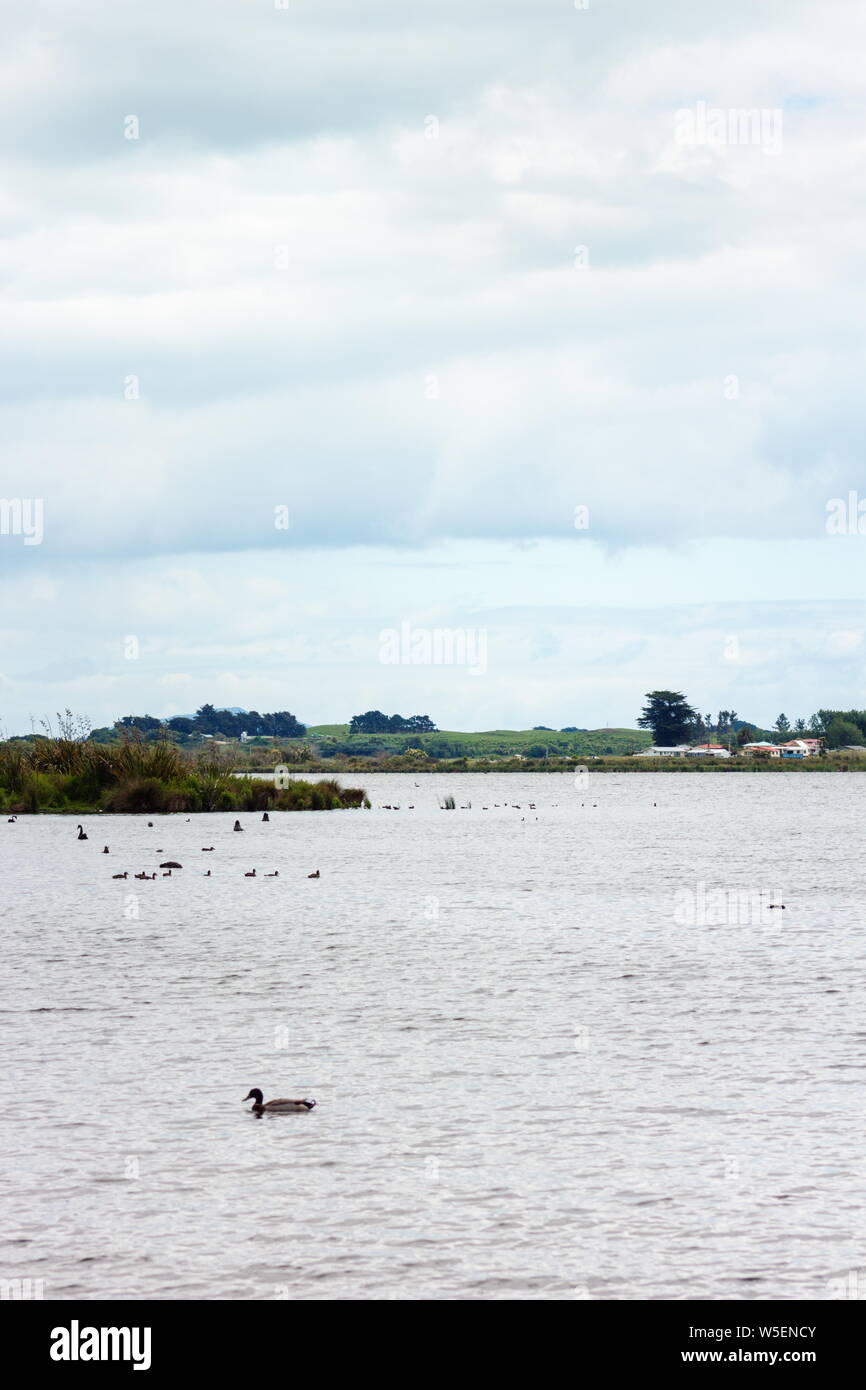 Lake Horowhenua, also known as Punahau, is located in the Horowhenua District, an area of the southern Manawatu-Wanganui region in New Zealand's North Stock Photo