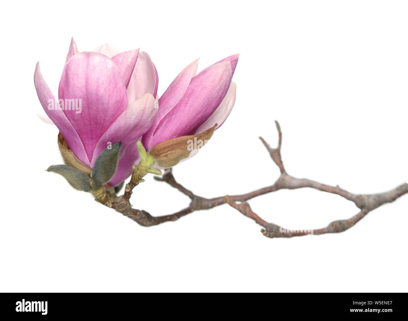 pink magnolia flower isolated on white background Stock Photo - Alamy