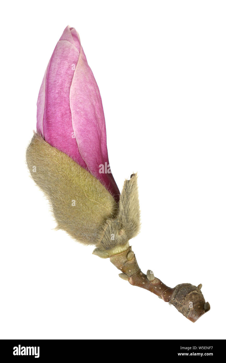 pink magnolia flower bulb isolated on white background Stock Photo - Alamy