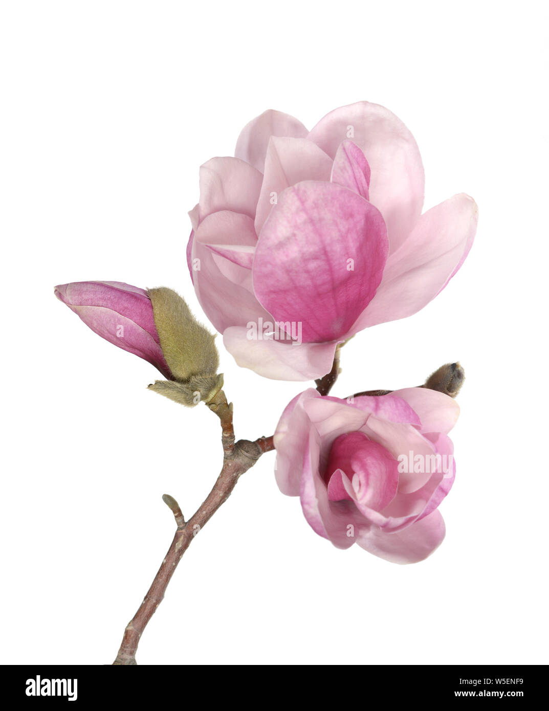 pink magnolia flower isolated on white background Stock Photo - Alamy