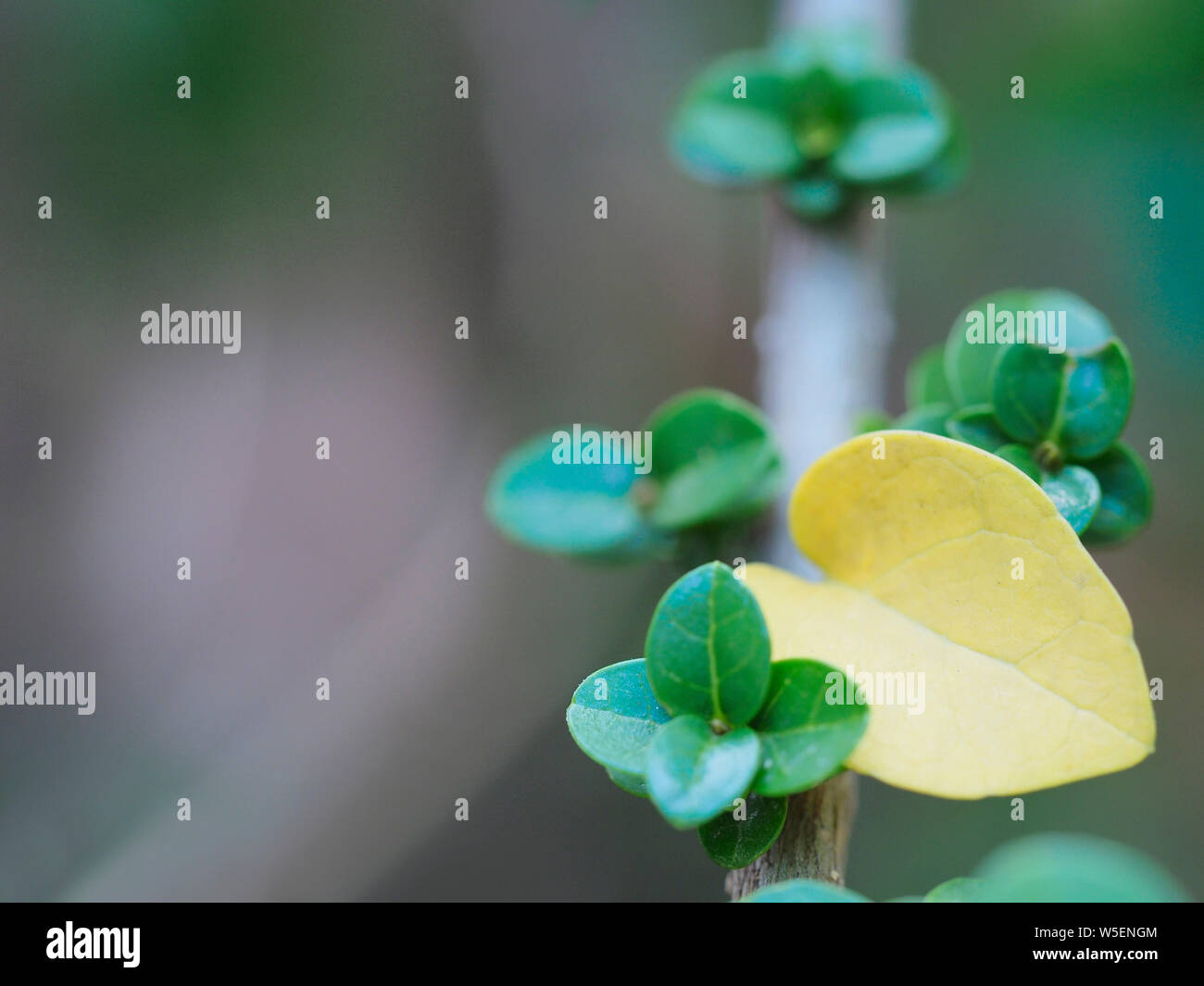 Green leaves and yellow leaves are heart-shaped. Leaves of Bonsai Tree. close-up bonsai premna Stock Photo