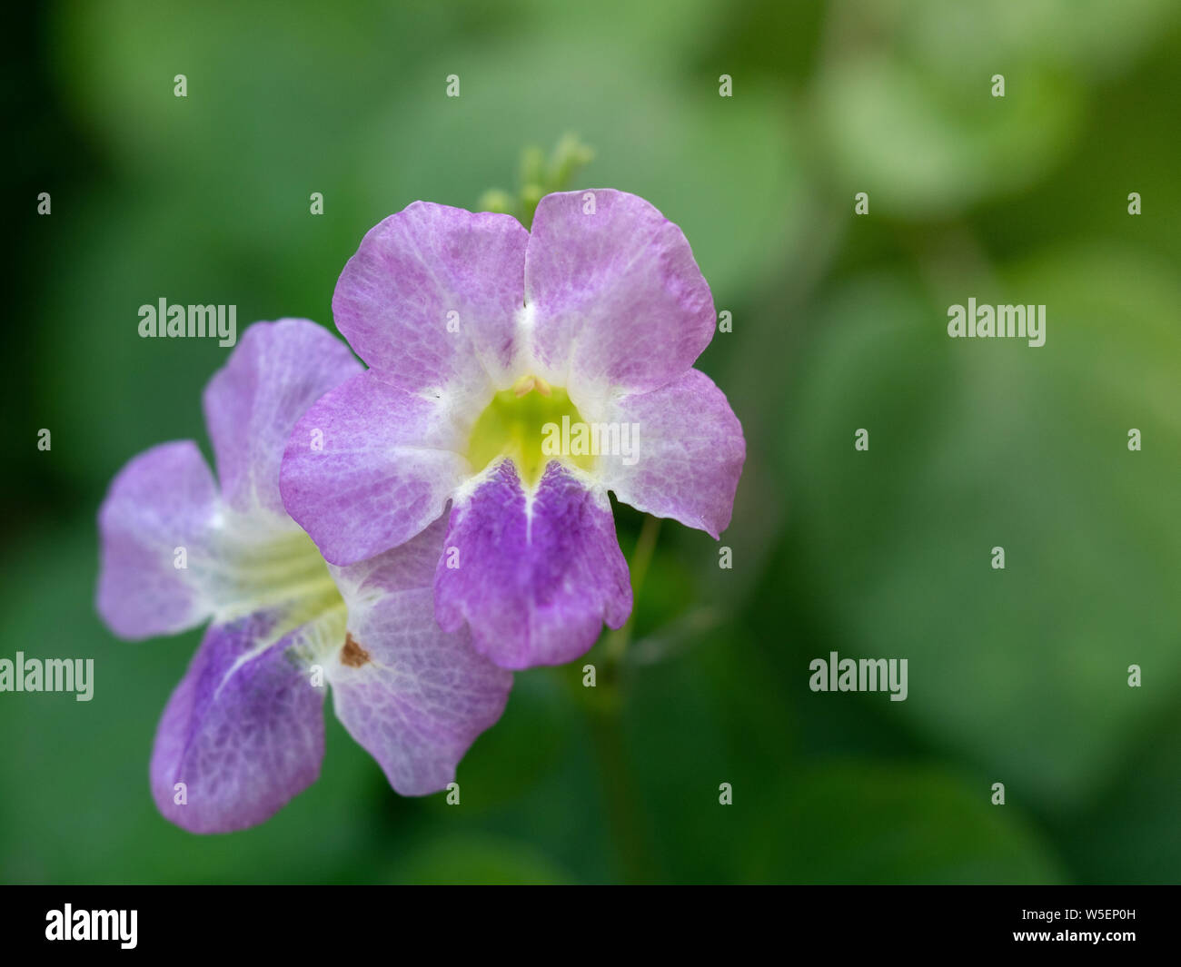 Close-up of Purple flowers name Bengal clock vine on blur background Stock Photo