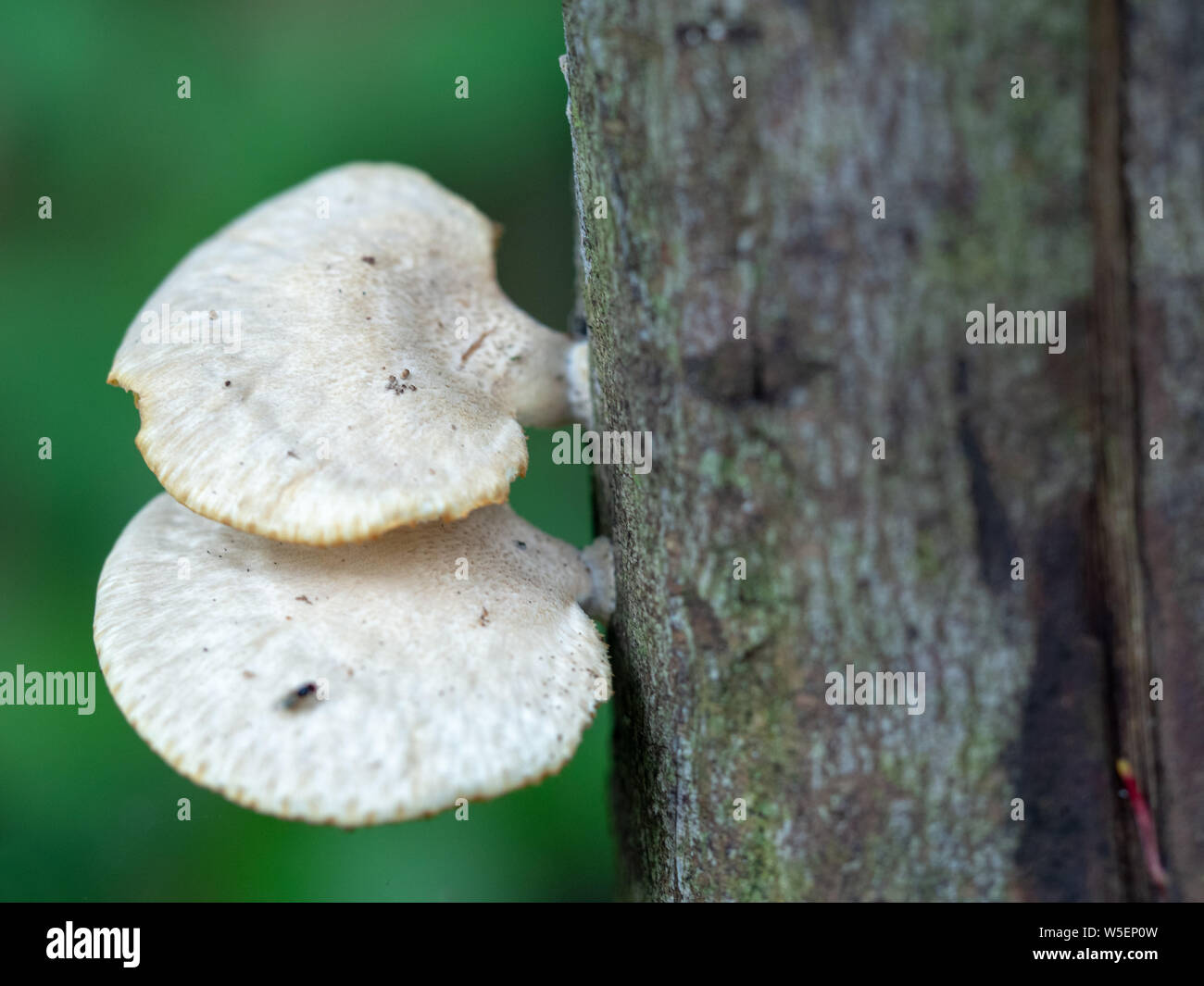 White mushrooms up the treeม Mushrooms growing on dead wood Stock Photo