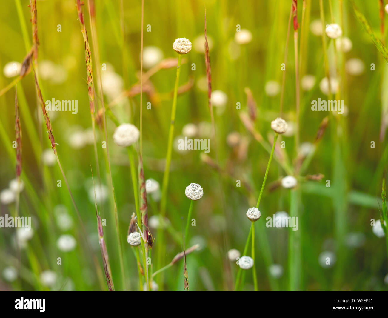 white grass flower , eriocaulon decangulare. White dot grass. Blurred background of grass flowers. Stock Photo