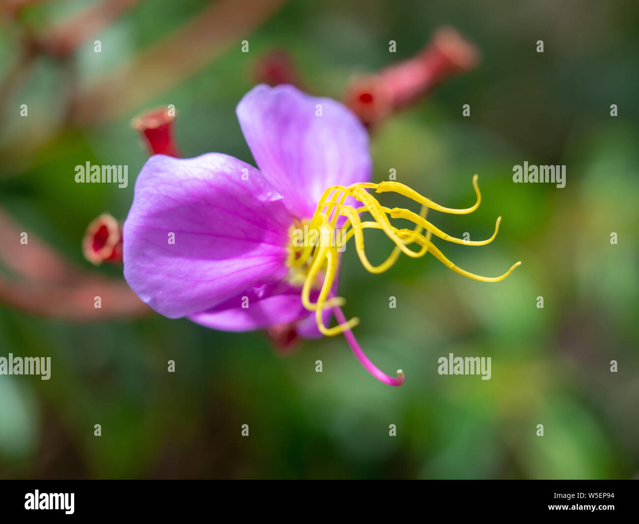 Purple flowers,Osbeckia stellata Buch.-Ham, Indian Rhododendron Stock Photo